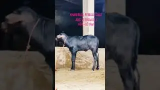 Abc khan bull result 🔥|@DASHMESHDAIRY @abcsemenstationveeravalli6951 #dairy #trending#viralvideo