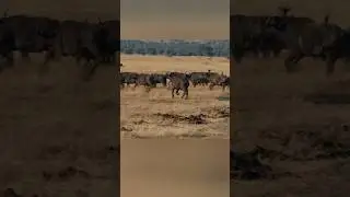Buffalo Walking, in Herd Akagera National Park #wildlife #animals