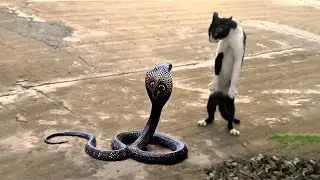 10 Most Fearless Animals in the World
