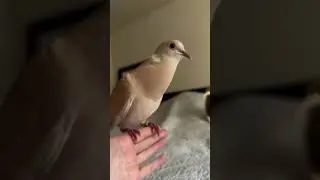 Soft feathers and sweeter sounds&mdash;a dove&rsquo;s morning routine. 🕊️