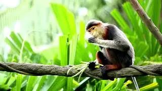 DoucLangur#AmazingAnimals#UniquePrimates#JungleLife#NatureLovers#PrimatesOfTheWorld#RareAnimals