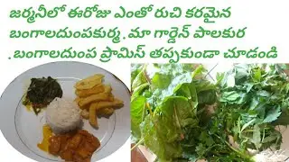 ఈరోజు పాలకుర. బంగాలదుంప కూర్మ.బంగాలదుంప ప్రామిస్ ||@today  nice cooking