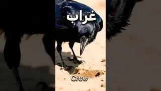 Let&rsquo;s learn Arabic letter &ldquo;Ghayn&rdquo; | حرف الغین🐦&zwj;⬛🌱