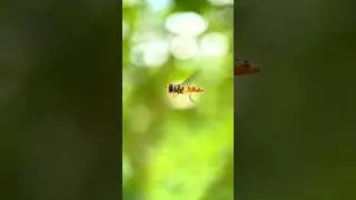 Hoverfly in the air.