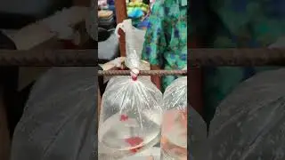 Beli Ikan Betok di Pasar #shorts