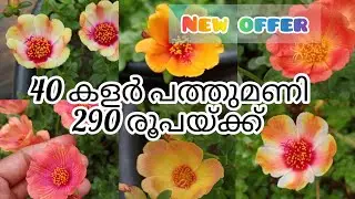 40 color Pathumani 290+cc #youtubevideo#salepost#pathumani