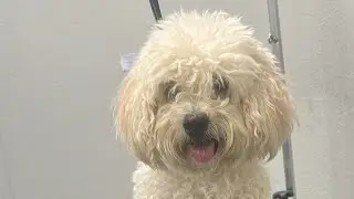 LIVE DOG GROOMING
