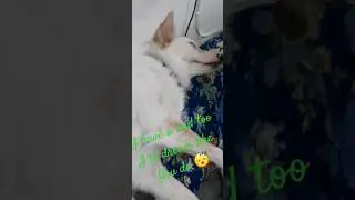 Do dogs dream 😴🐕&zwj;🦺 #dog #dogmom #shortfeed #pet #dogshorts #shorts
