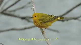 Canada Goose nesting & Yellow Rumped Warblers