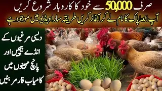 Start Desi Chicken Business in Pakistan with Just 50,000 Rupees | Full Guide 2025