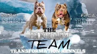 American bully Dream Team 2.0 what went wrong Emergency C-section ￼