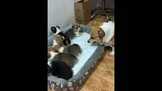 Dogs are not ready to be parents #dog #dogs #USA #foryourpage #funny #fyp