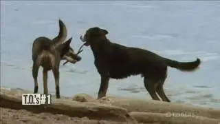 WOOF! It's Toronto's Best Dog Parks - T.O.'s #1