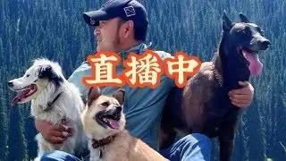 带着狗在春城直播中#狗是人类最忠诚的朋友