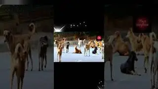 🐕कुत्ते Car के पीछे क्यों भागते है 🚓? Why Dogs Run Behind The Car 🤔#shorts