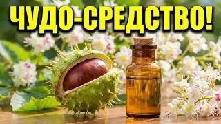 КОНСКИЙ КАШТАН ПОСТАВИТ ВАС НА НОГИ. 🌿 Лечебные свойства конского каштана. Каштан польза и вред.