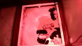 Converse Premium Labs - Shelby & Tobi Fall 2024 Litter Puppy Cam