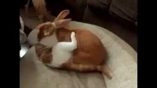 Kitten and Flemish Rabbit Friends Playing