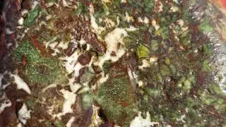 Damon Point, WA Rockhounding has Added a New Level of Beauty! Jasper/Agate plus more!