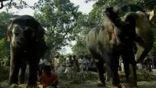 Elephants for sale