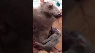 5 animals with the weirdest nose (part 2)#shorts #animals #animalshorts #weirdanimals #facts