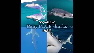 I like baby blue sharks they are soooooo cute pls no judge 🦈🦈🦈🦈🦈🦈🦈🦈🦈