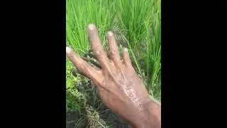 Cakar Besi Buat dadak / Atasi Gulma di Padi.