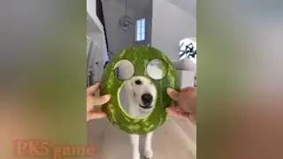 Dog scared to see cat 😂😂😂😂 #fun #memes