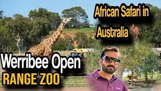 Experience the African Safari in Melbourne! Werribee Open Range Zoo Tour!