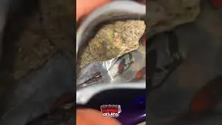 BLACK CHERRY GELATO by BACKPACKBOYZ🎒#BCG #VIP