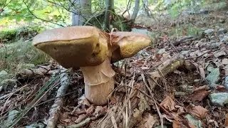 PORCINI OVERSIZE sorpresa Alta Val Bormida 25 settembre 2025