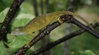 Searching for Reptiles on Indian Ocean Islands