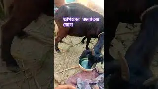 ছাগলের জলাতঙ্ক রোগ #animalsgoat rabis virus #shortvideo  #goatmedicine #goatskin