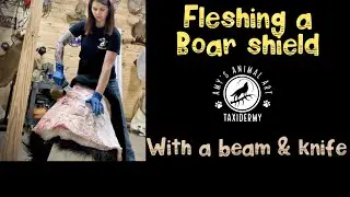 Fleshing a hog cape with a beam and knife