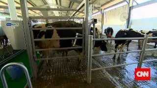 Al Rawabi Dairy Farm Visit on Live TV show
