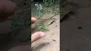 Boing catch frogs funny | froggy catch funny wep wep | funny froggy catch 🤣😂 #shorts