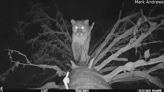 Trail Camera Catches Mountain Lion