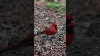 Red Sparrow Bird I #Shorts #Shortvideo