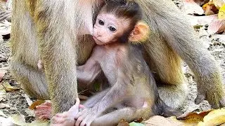 What's Beautiful Adorable Baby! Baron So Cutest Baby Monkey! Very Lovely!