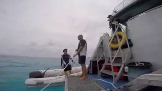Lady Musgrave Island | Queensland Diving