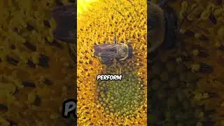 How Bees Communicate: The Amazing Waggle Dance Explained  #facts