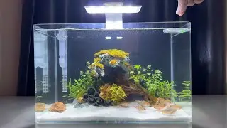 I Put a Stone Crab in My Desktop Fish Tank! (40x23x25cm Full Setup) #NanoTank #Aquascaping #FishTank