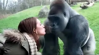Unbelievable Gorilla Moments That Show How Human They are🦍✨#gorilla  #funny #animals