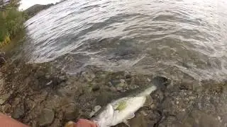 Still Windy,,one bite,one Fat Ika fish
