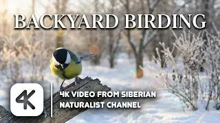 Siberian naturalist | Backyard Birding. Sunny January Day