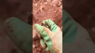 Avatar Crystal Mine Pocket Find | Guided Crystal Digs in Arkansas