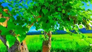 All viwe 🌿☘️🍀