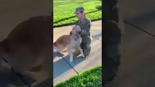 Heartwarming scene #dogs #funny #dog #inspiringpets #puppy #incrediblepets #pets #heartwarming