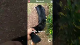Binturong The Bearcat of Southeast Asia