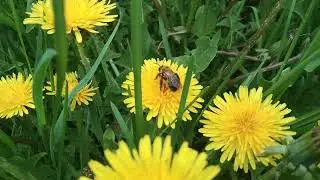 The very short life of a worker bee...